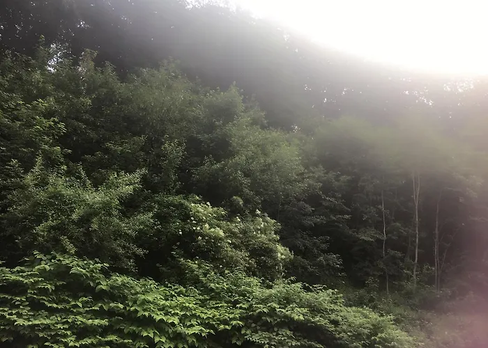 Wok * Ybbs an der Donau